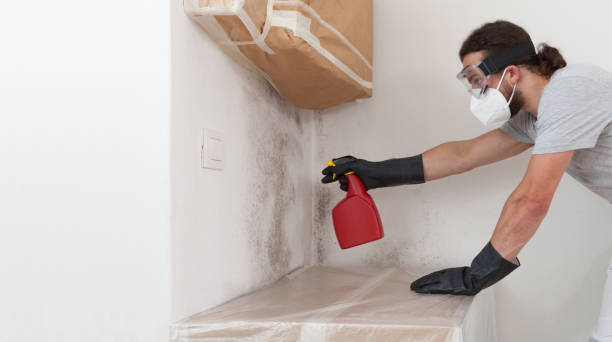 Professional Mold Cleanup technician working in Edison, NJ